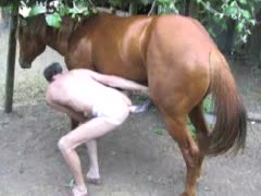 Horse fucking a bald gay beastiality lover